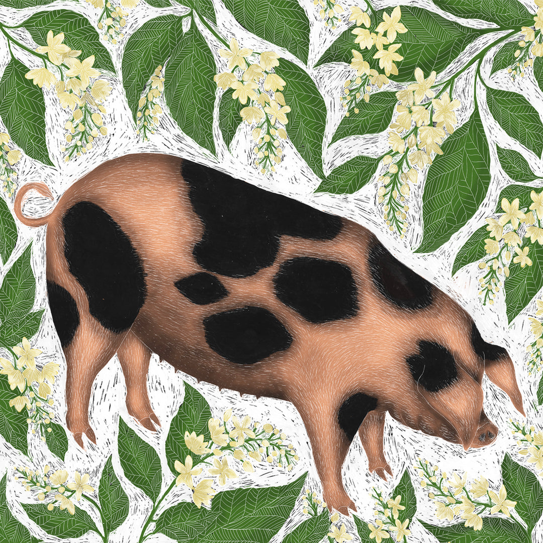 Old Spots Pig Fine Art Print